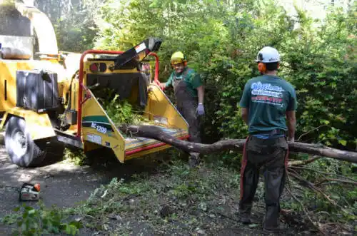 tree services Wilton Manors